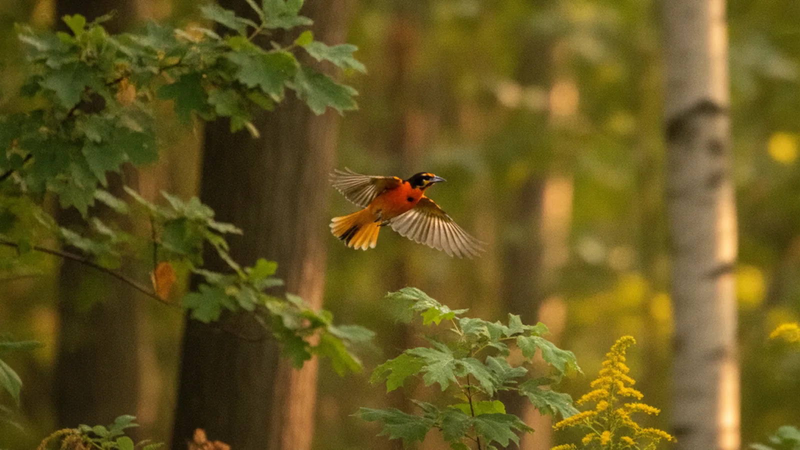 Baltimore Oriole Migration 2026: Schedule, Map & How to Attract Them