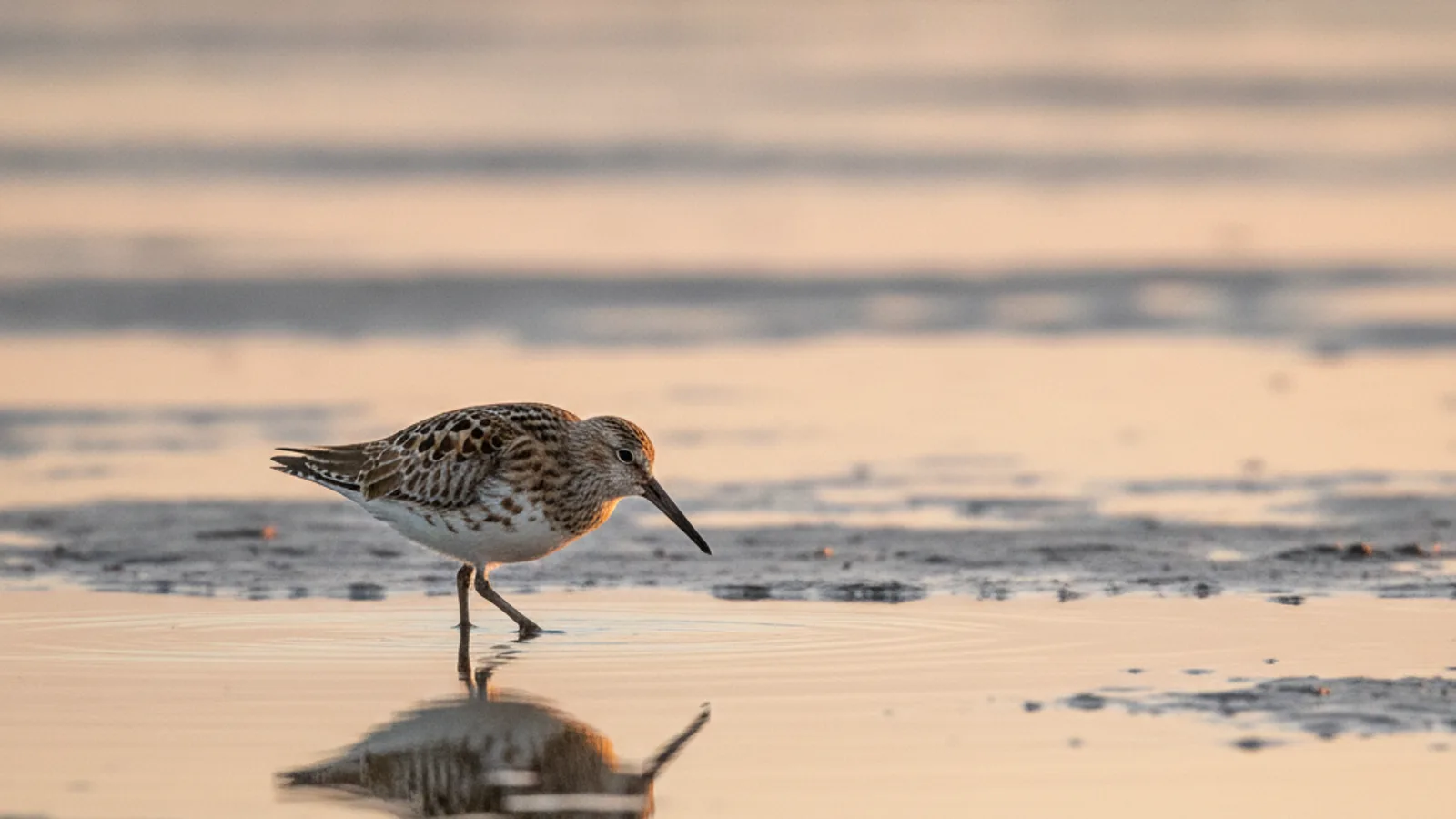 The Great Knot: Discovering the Largest Species in the Genus Calidris