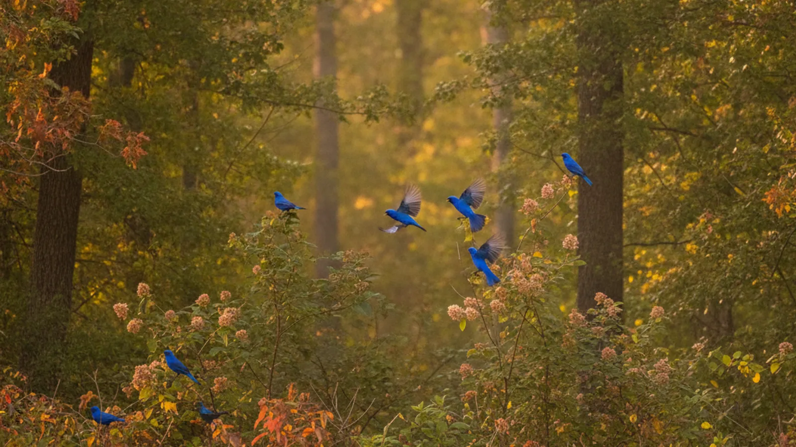 Indigo Bunting Migration 2026: Schedule & How to Attract