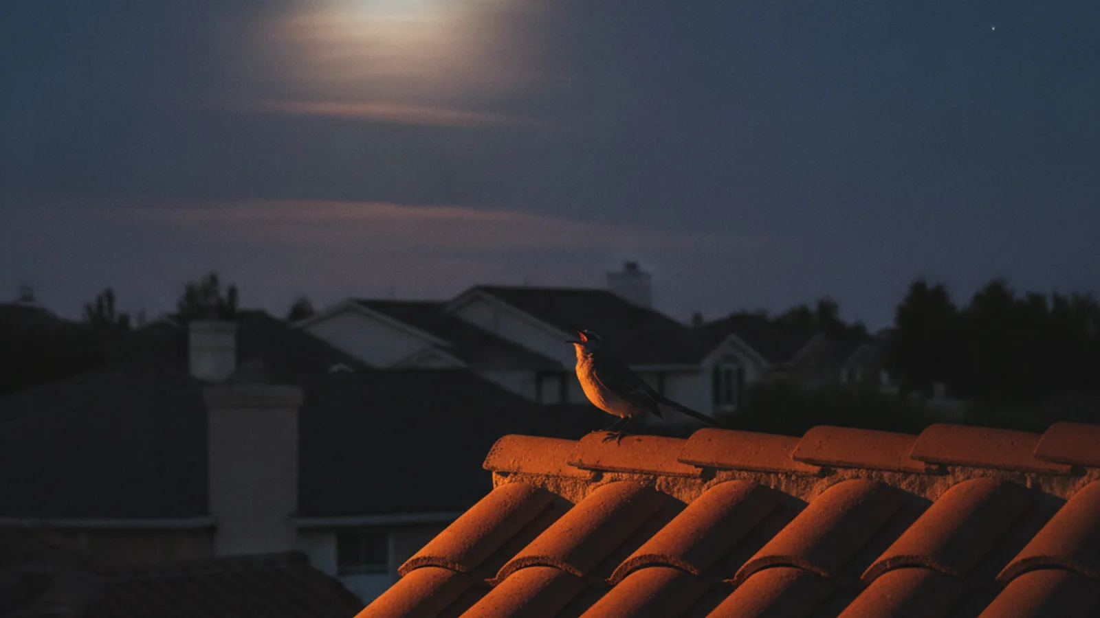 What Bird Is Singing at Night? 9 Night Singers Identified