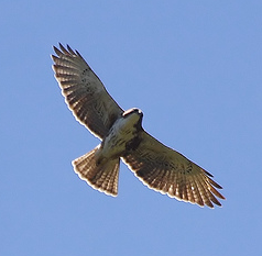 White-throated Hawk (Buteo albigula) photo