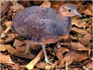 Yellow-legged Tinamou (Crypturellus noctivagus) photo