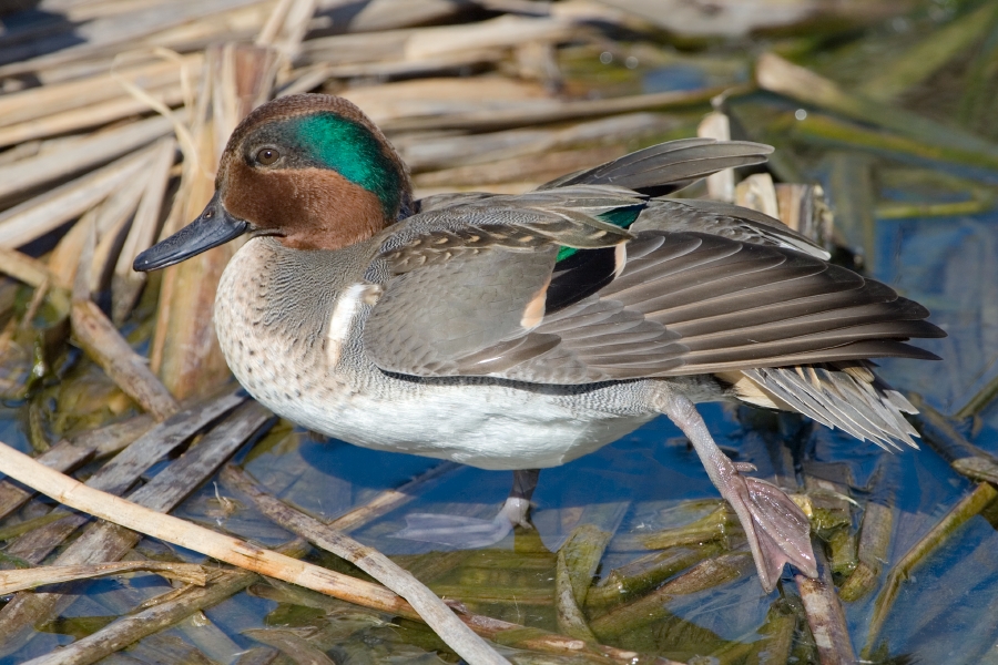Green-winged Teal (Anas crecca)