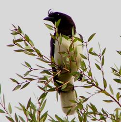 Curl-crested Jay (Cyanocorax cristatellus) photo