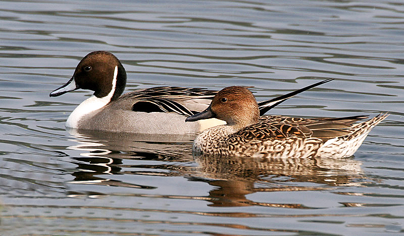 Northern Pintail (Anas acuta)