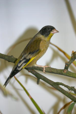 Black-headed Greenfinch (Chloris ambigua) photo