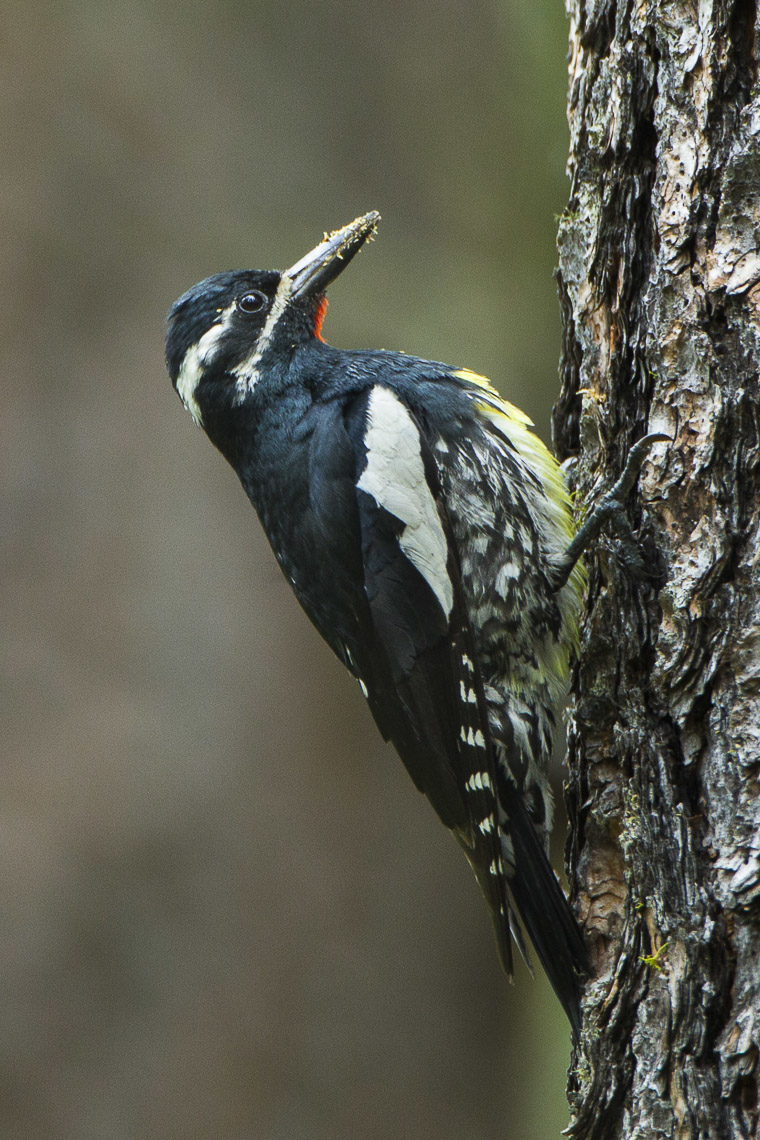 Williamson's Sapsucker (Sphyrapicus thyroideus)