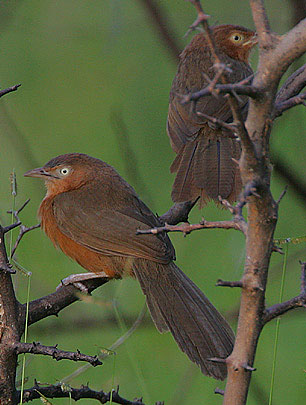 Rufous Chatterer (Argya rubiginosa) photo