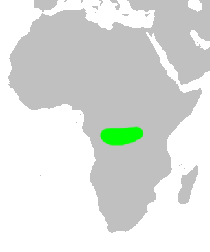 Grant's Bluebill (Spermophaga poliogenys) photo