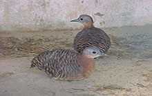Variegated Tinamou (Crypturellus variegatus) photo