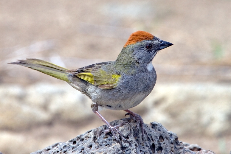 Green-tailed Towhee (Pipilo chlorurus)