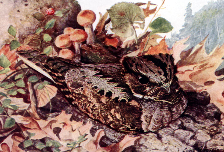 Eastern Whip-poor-will (Antrostomus vociferus)