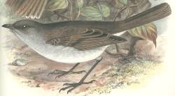 Olomao (Myadestes lanaiensis) photo
