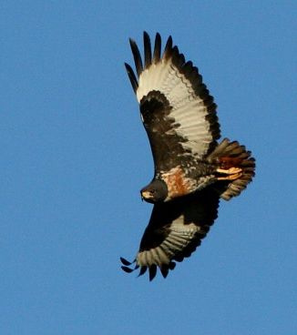 Jackal Buzzard (Buteo rufofuscus) photo