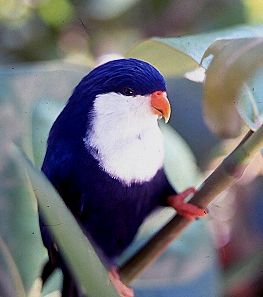 Blue Lorikeet (Vini peruviana) photo