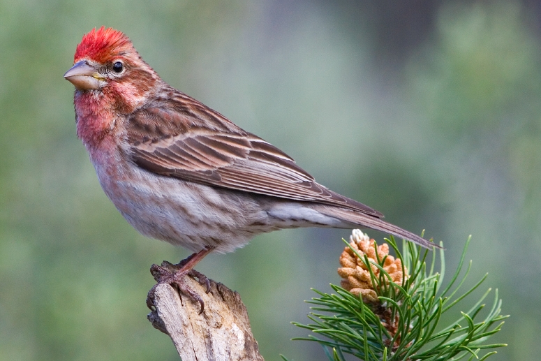 Cassin's Finch (Haemorhous cassinii)