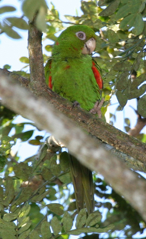 Cuban Parakeet (Psittacara euops) photo