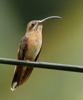 Bronzy Hermit (Glaucis aeneus) photo