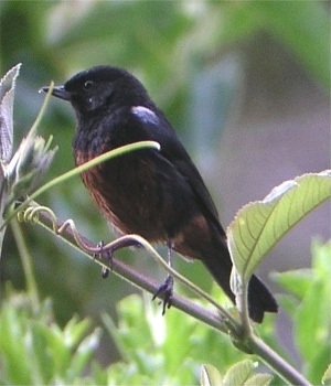 Merida Flowerpiercer (Diglossa gloriosa) photo