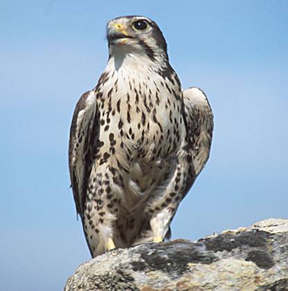 Prairie Falcon (Falco mexicanus)