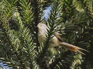 Striolated Tit-Spinetail (Leptasthenura striolata) photo