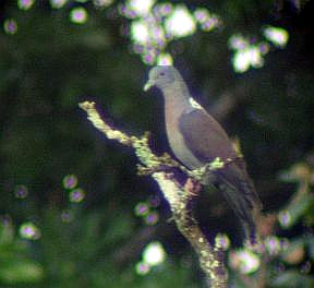 Eastern Bronze-naped Pigeon (Columba delegorguei) photo