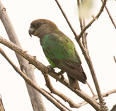 Niam-Niam Parrot (Poicephalus crassus) photo