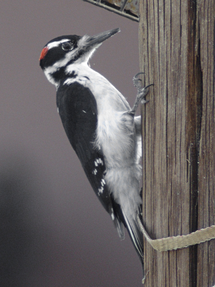 Hairy Woodpecker (Dryobates villosus)