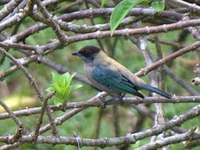 Lesser Antillean Tanager (Stilpnia cucullata) photo