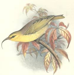 Oahu Nukupuu (Hemignathus lucidus) photo