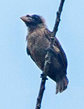 Bristle-nosed Barbet (Gymnobucco peli) photo