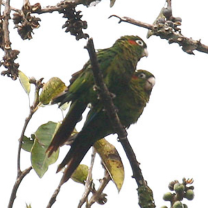 Sulphur-winged Parakeet (Pyrrhura hoffmanni) photo