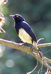 Abbott's Starling (Arizelopsar femoralis) photo