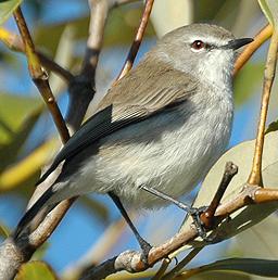 Mangrove Gerygone (Gerygone levigaster) photo