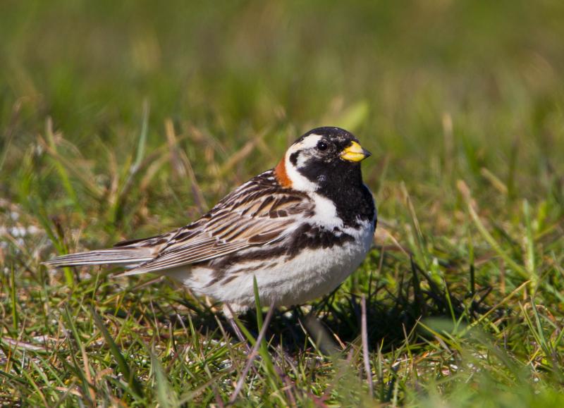 Lapland Longspur (Calcarius lapponicus)