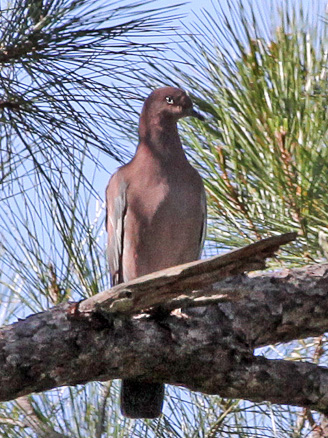 Plain Pigeon (Patagioenas inornata) photo