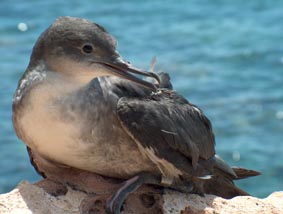 Balearic Shearwater (Puffinus mauretanicus) photo