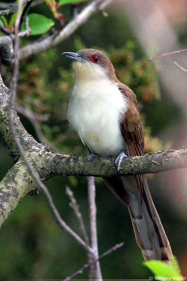 Black-billed Cuckoo (Coccyzus erythropthalmus)