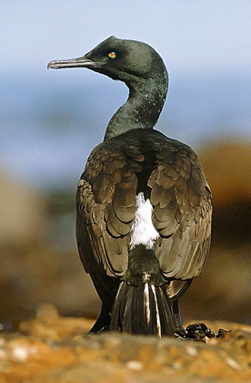 Bank Cormorant (Phalacrocorax neglectus) photo