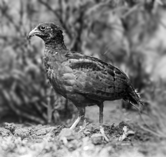 Long-billed Partridge (Rhizothera longirostris) photo