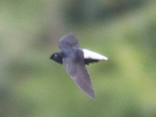 Silver-rumped Spinetail (Rhaphidura leucopygialis) photo