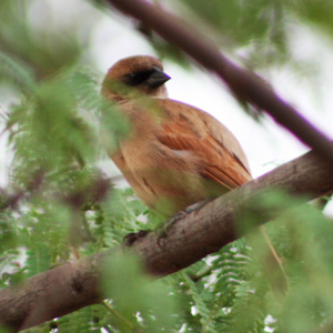Pale Baywing (Agelaioides fringillarius) photo