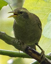 Giant White-eye (Megazosterops palauensis) photo