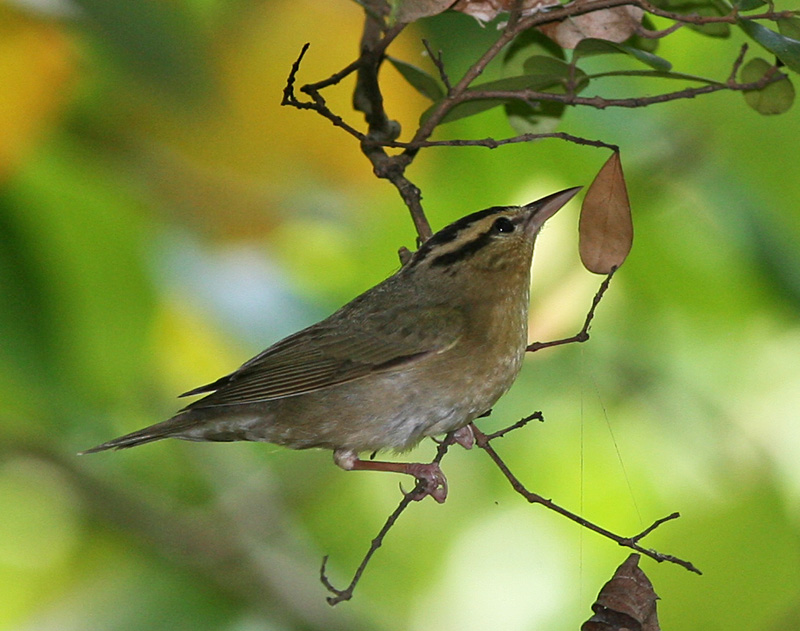 Worm-eating Warbler (Helmitheros vermivorum)