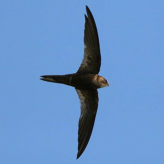 African Swift (Apus barbatus) photo