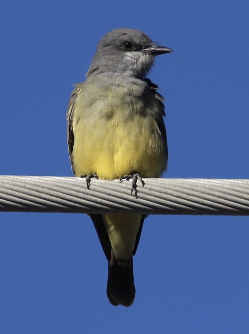 Cassin's Kingbird (Tyrannus vociferans)