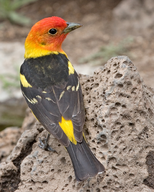 Western Tanager (Piranga ludoviciana)