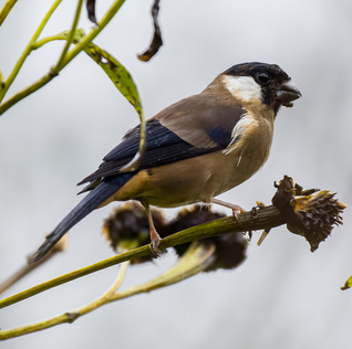 White-cheeked Bullfinch (Pyrrhula leucogenis) photo