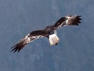 Reunion Harrier (Circus maillardi) photo