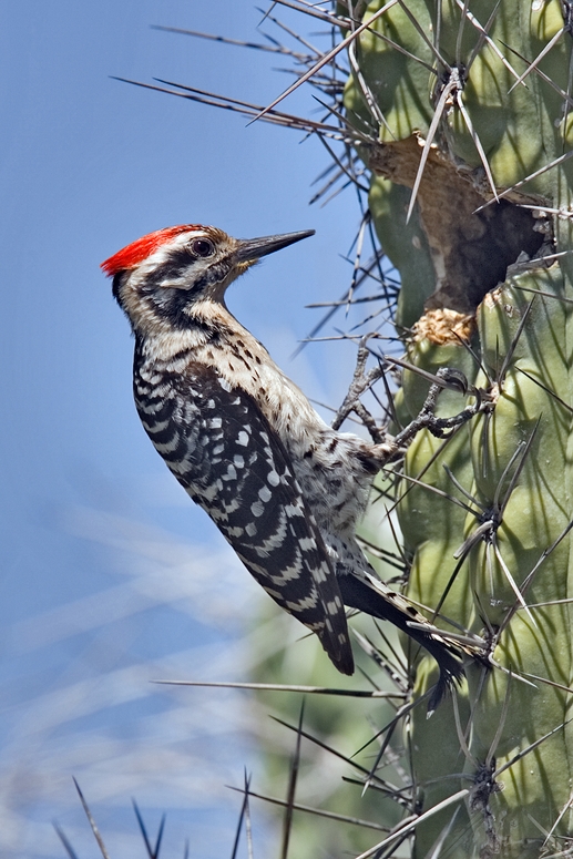 Ladder-backed Woodpecker (Dryobates scalaris)